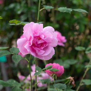 Adam Messerich Historische Rosen Schütt