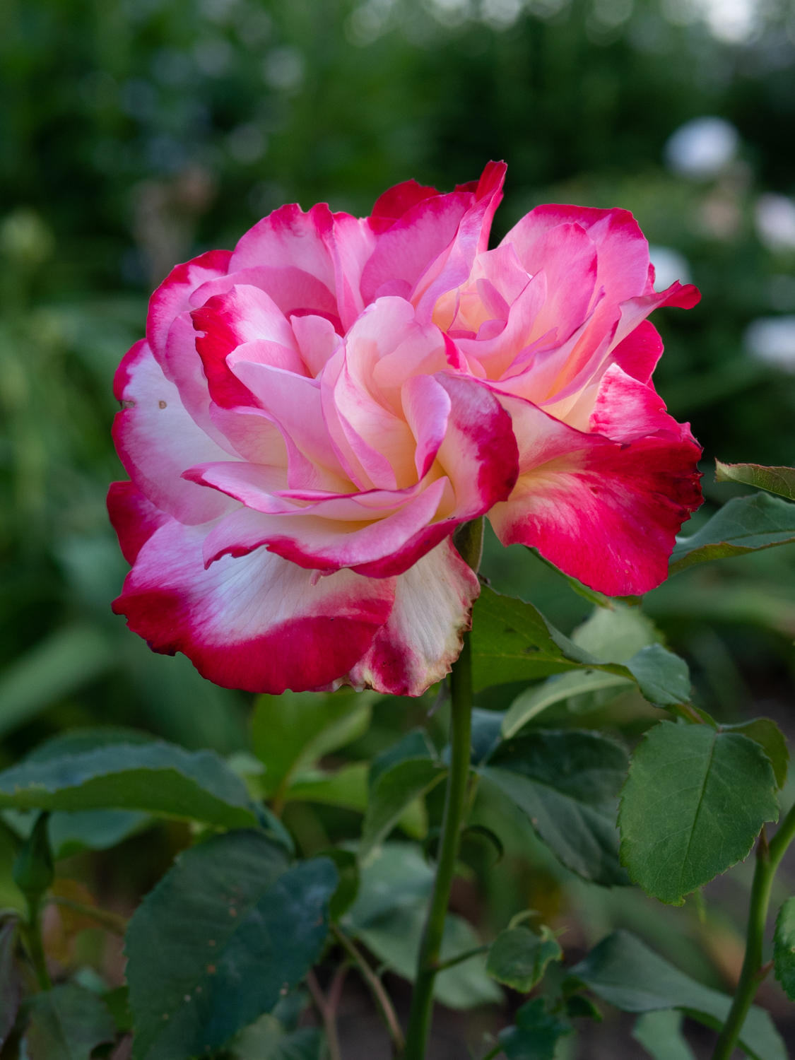 Rose_Double_Delight_1064790