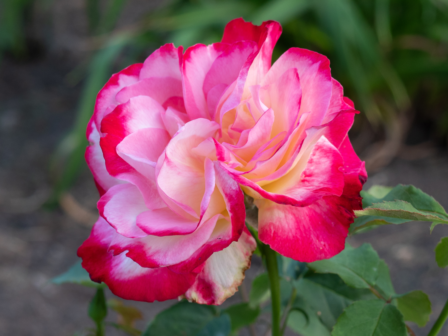 Rose_Double_Delight_1064791