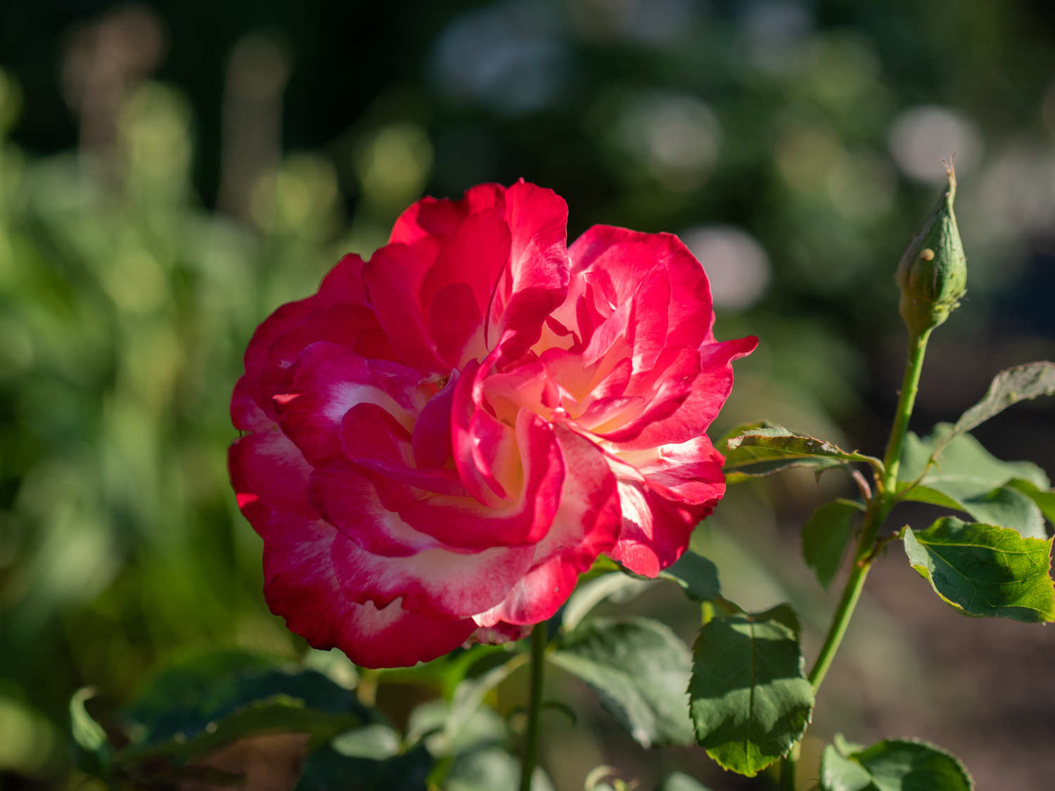 Rose_Double_Delight_1499347