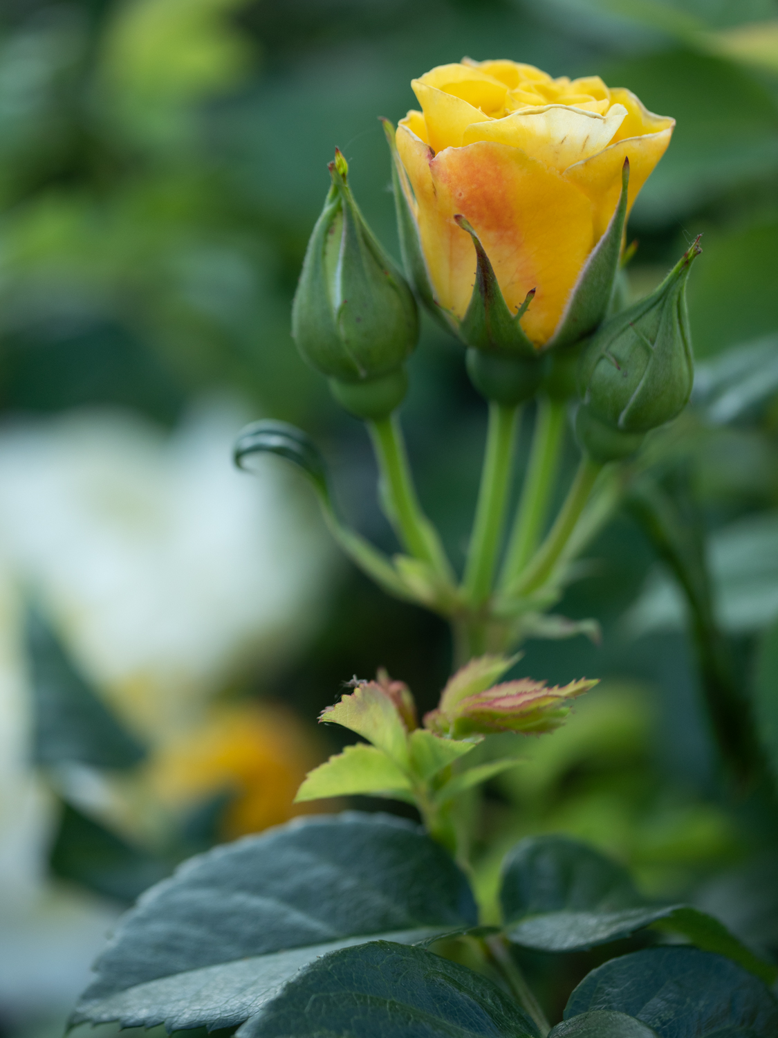 Lichtkönigin Lucia – Bild 2