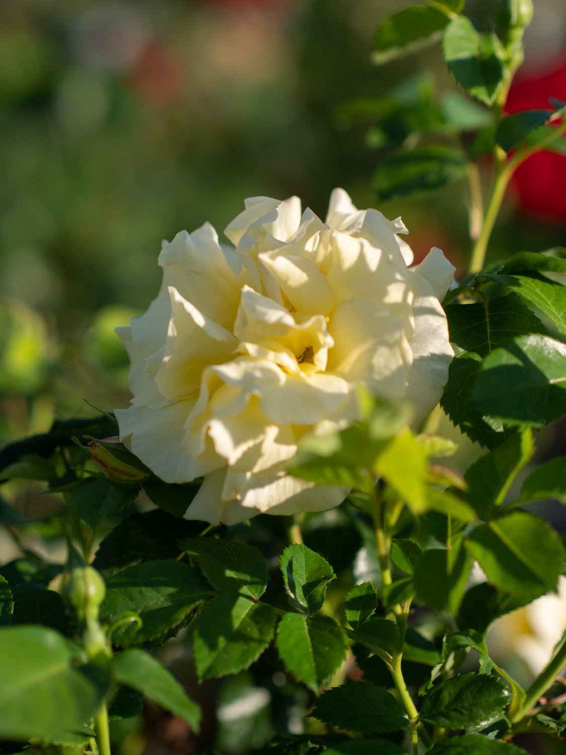 Lichtkönigin Lucia – Bild 4