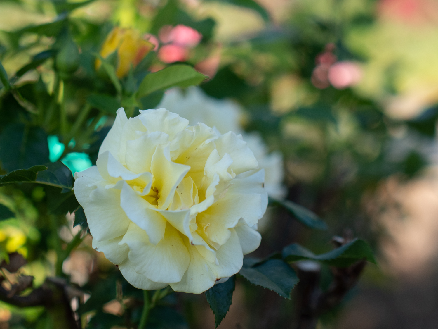 Lichtkönigin Lucia – Bild 5