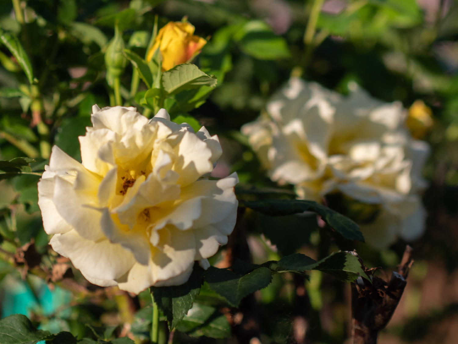 Lichtkönigin Lucia – Bild 6
