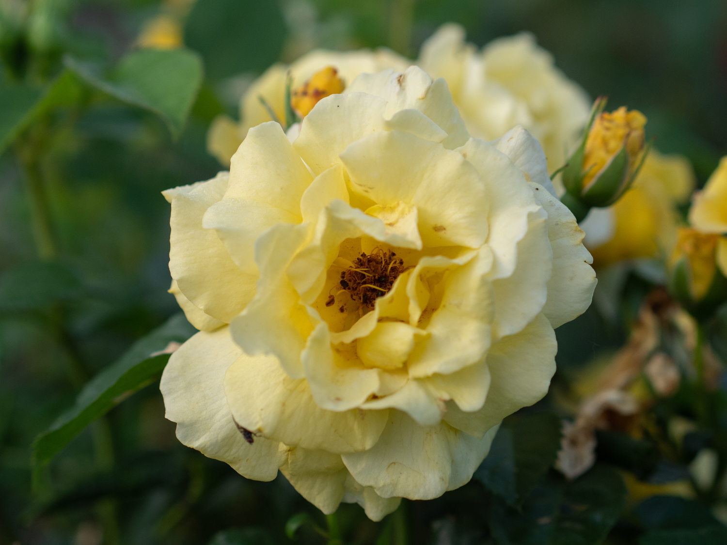 Lichtkönigin Lucia – Bild 7