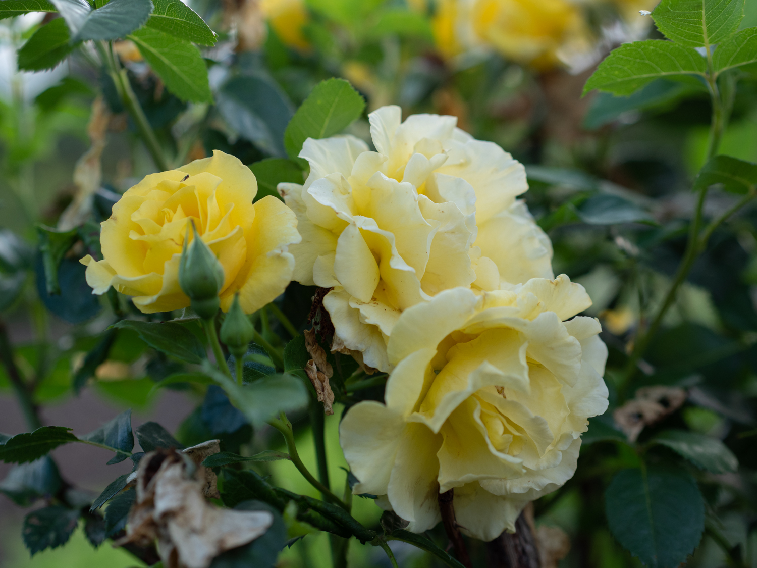 Lichtkönigin Lucia – Bild 9