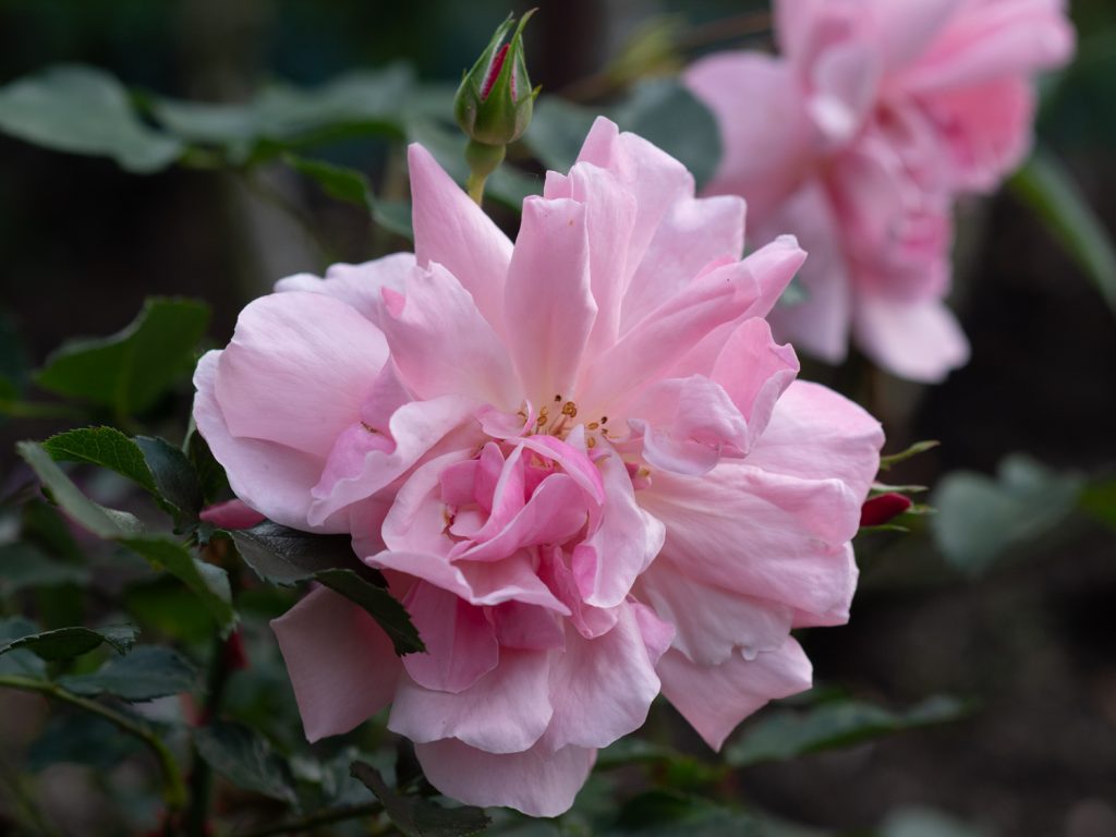 Rose_Märchenland_1488377