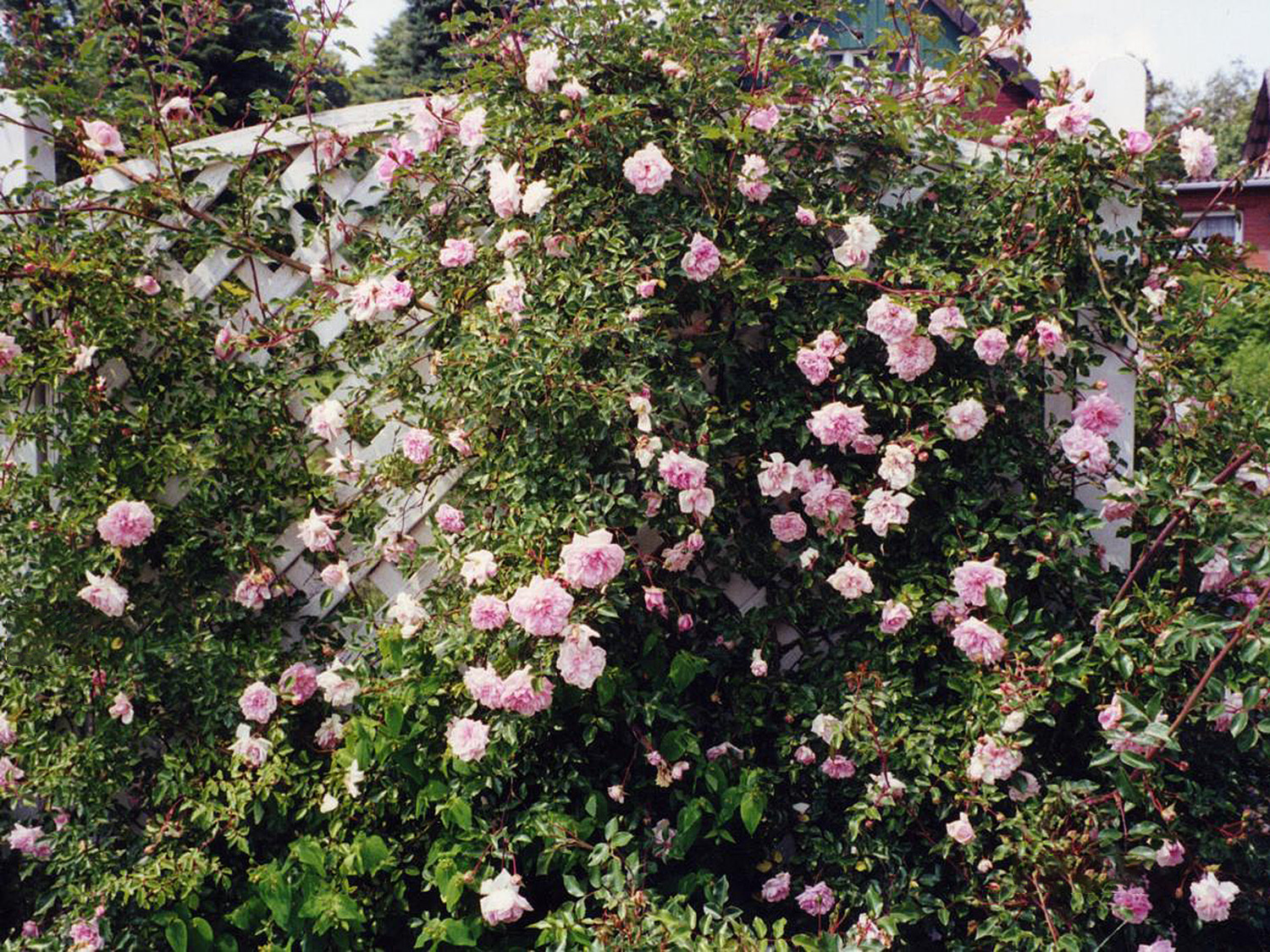 Paul Noël – Bild 5