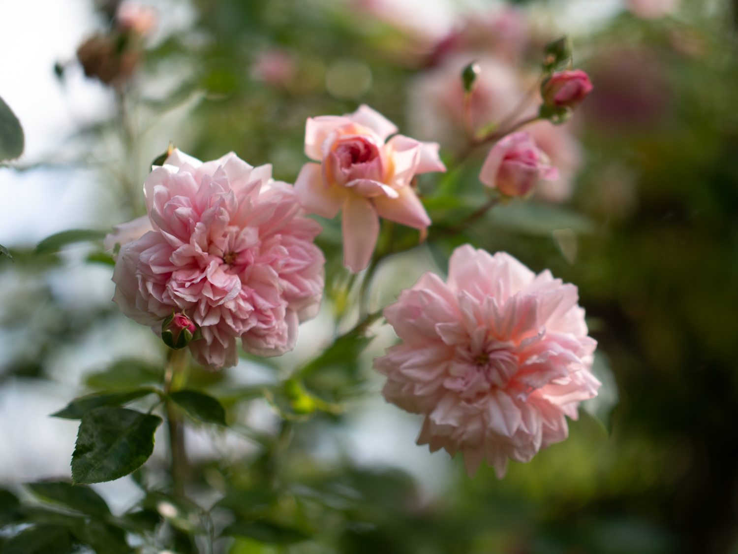 duftende historische Ramblerrose Paul Transon große gefüllte Blüten im Topf 
