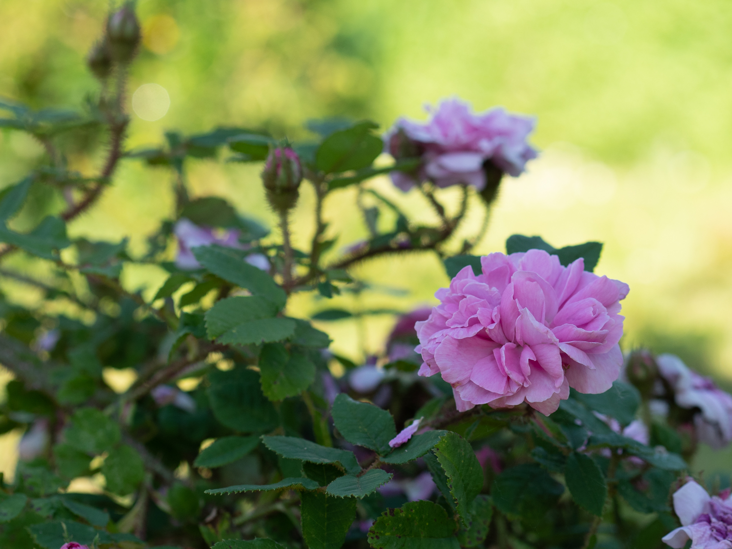 Pélisson – Bild 4