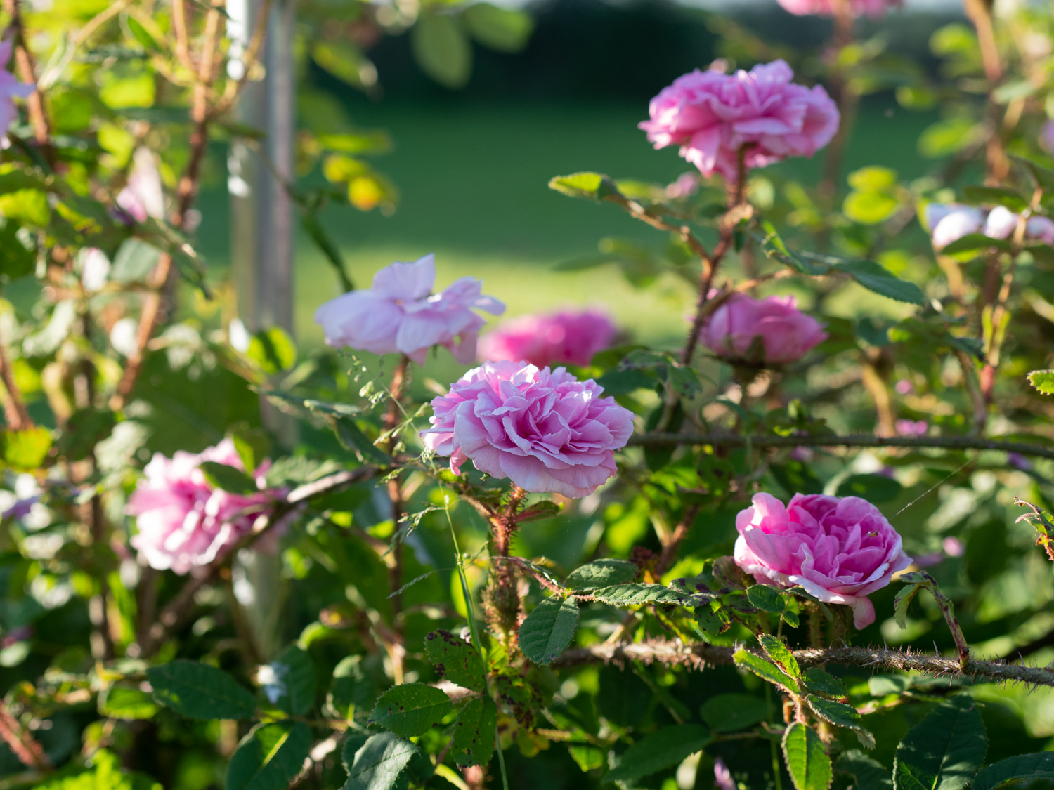 Pélisson – Bild 5