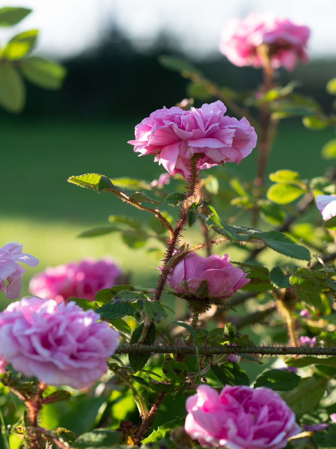 Pélisson – Bild 6