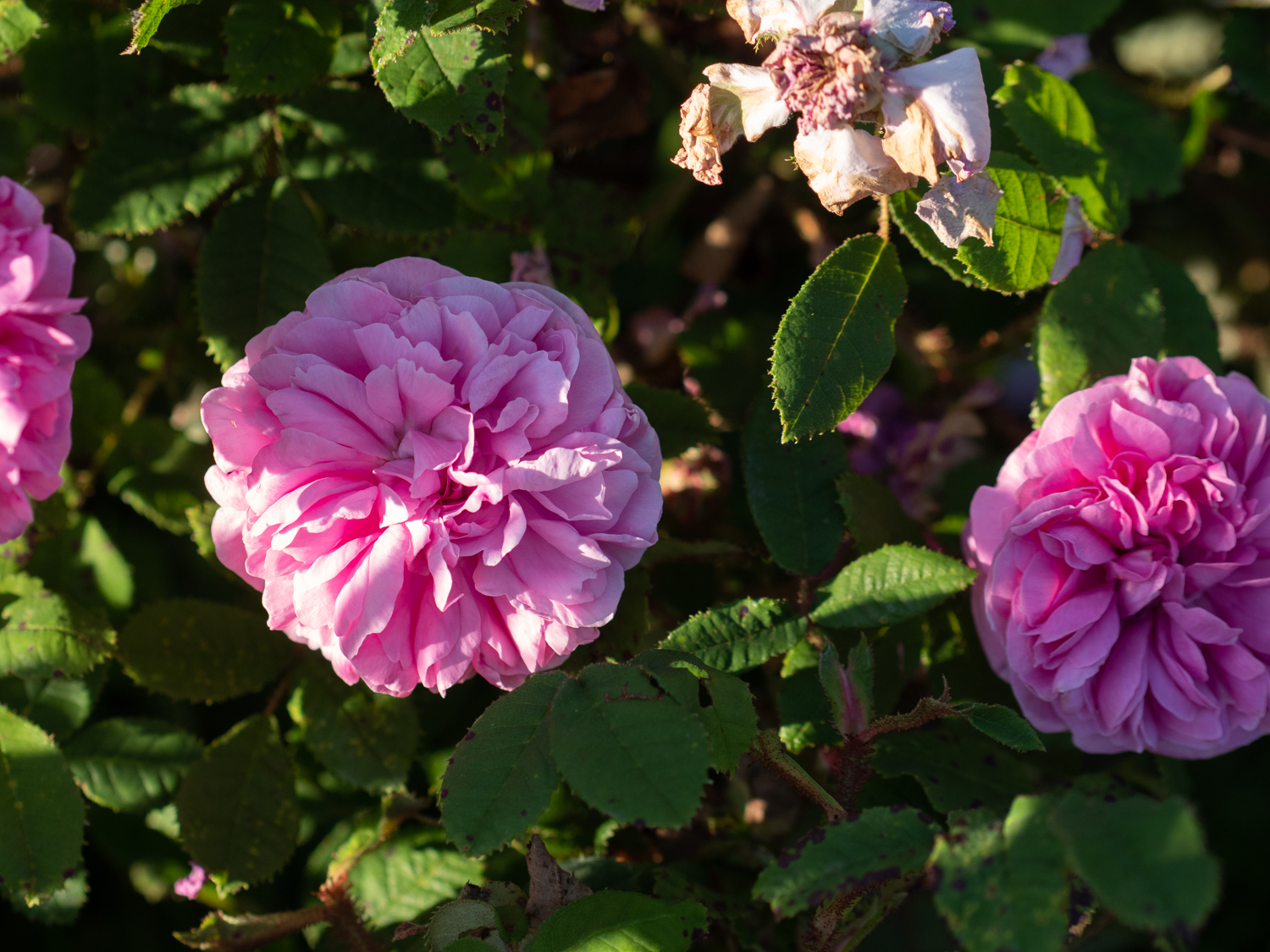 Pélisson – Bild 7