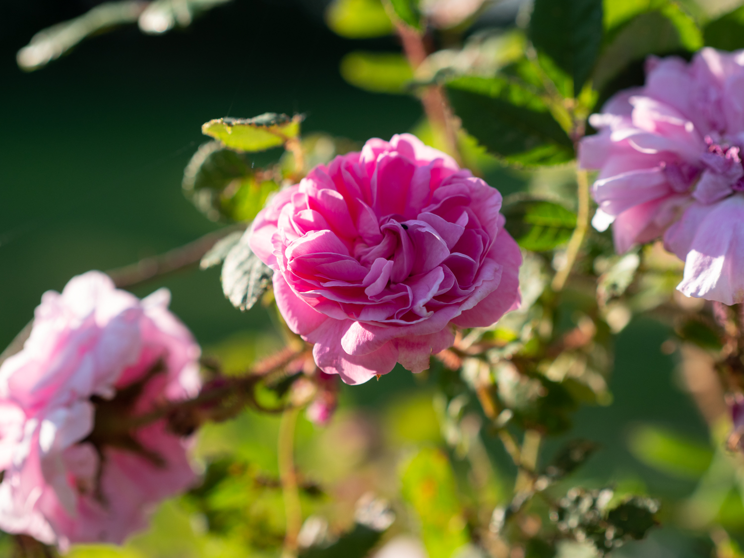 Pélisson – Bild 8