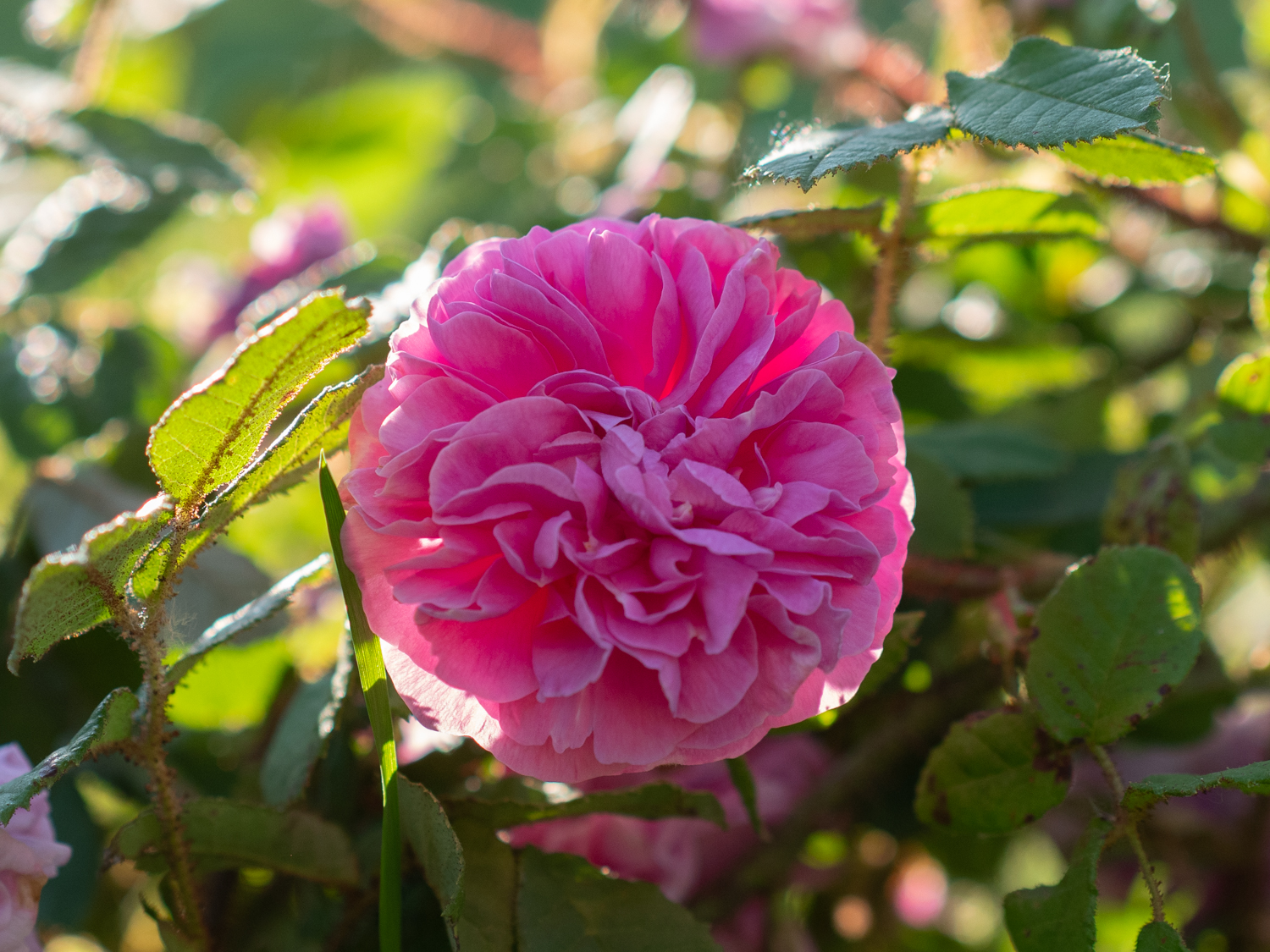 Pélisson – Bild 9