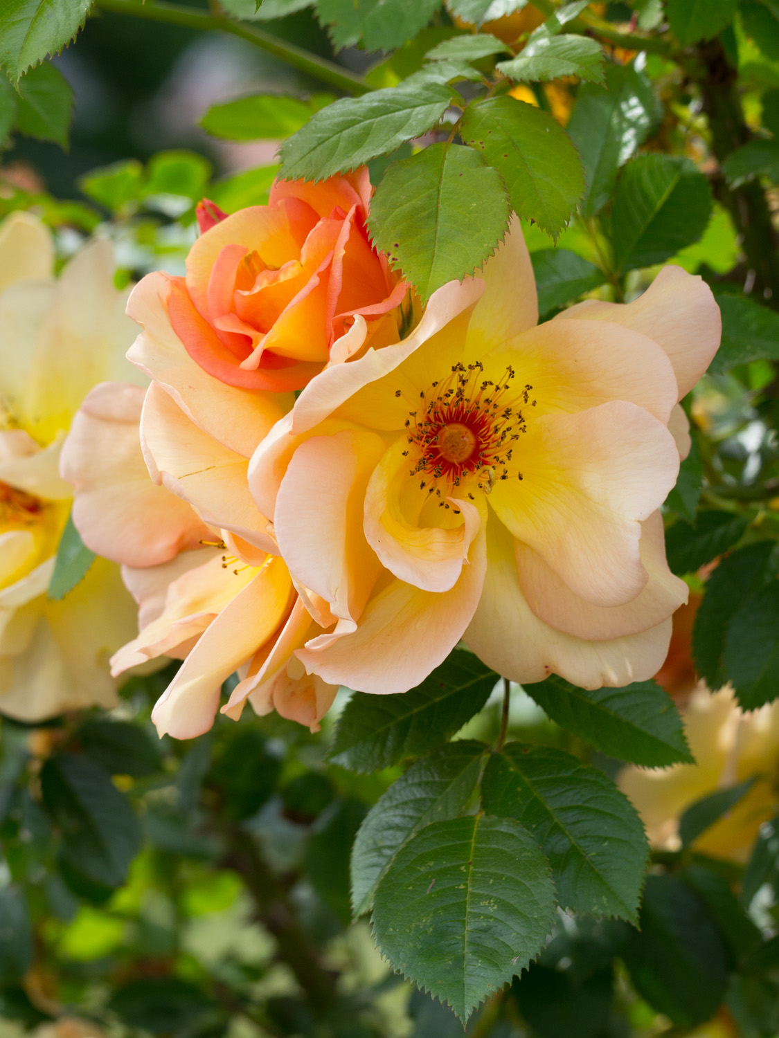 Rosa spinosissima Maigold - Historische Rosen Schütt