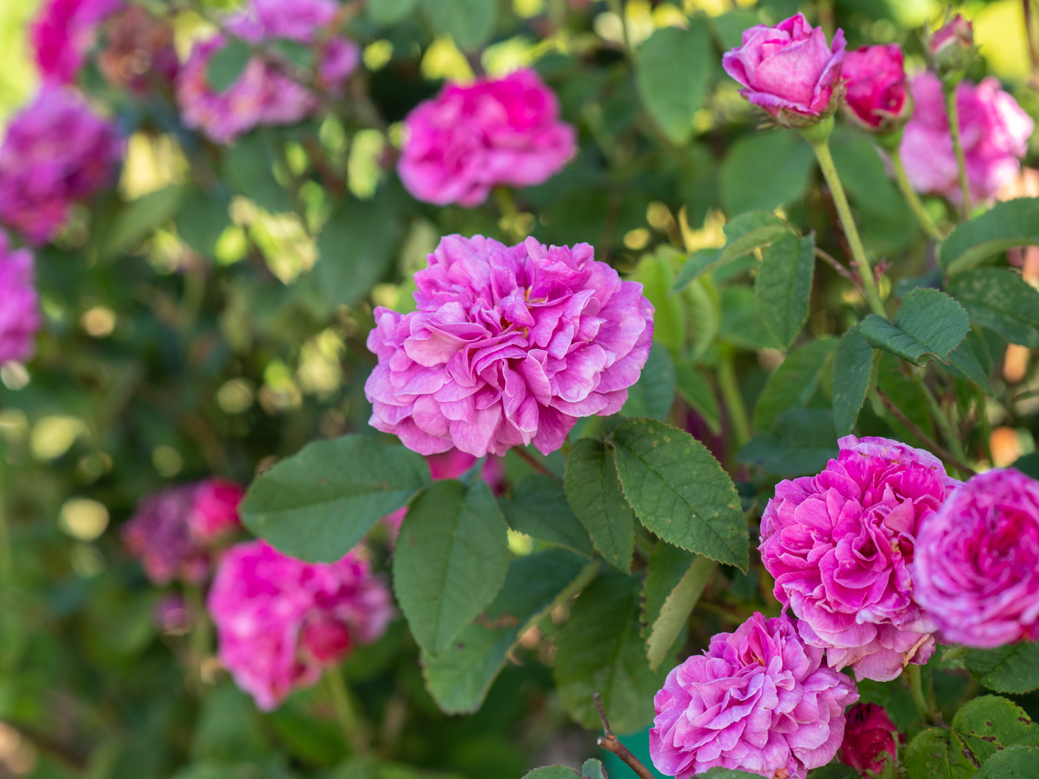 Royal Marbrée – Bild 4