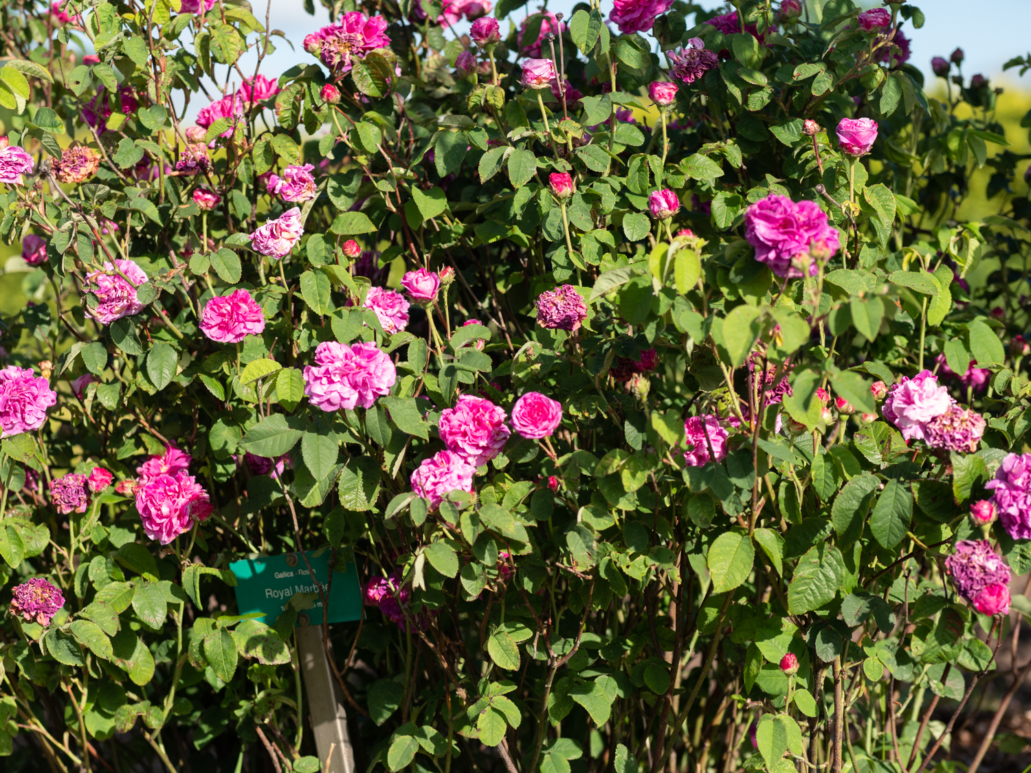 Royal Marbrée – Bild 6