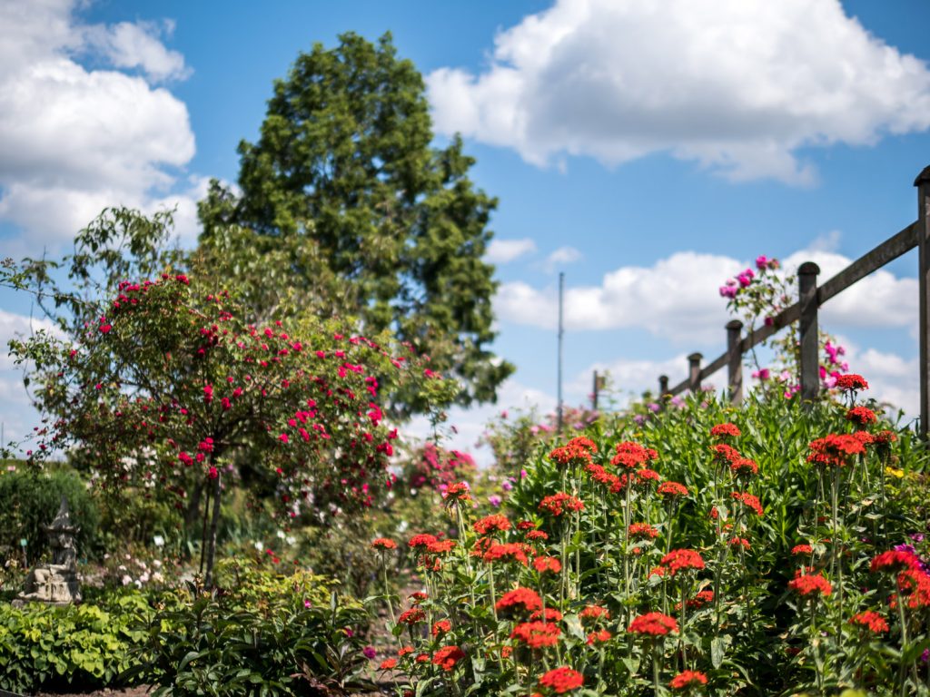 pohl-rosen-schütt-Schaugarten-1200121