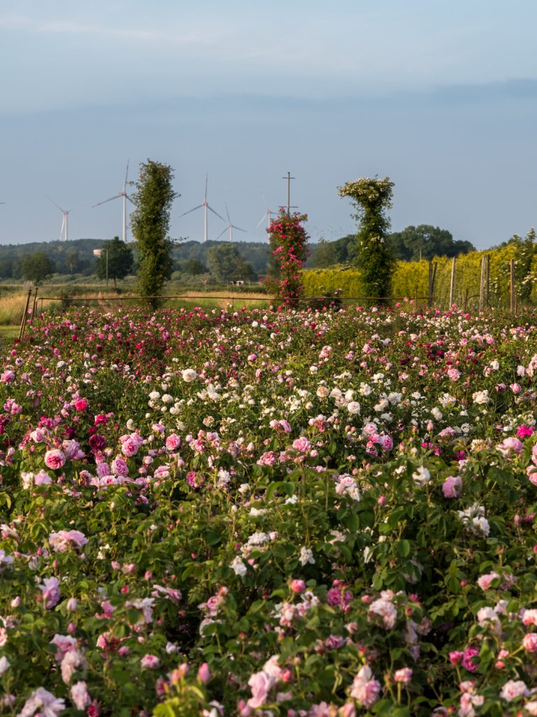 Schütt_Schaugarten_1488760