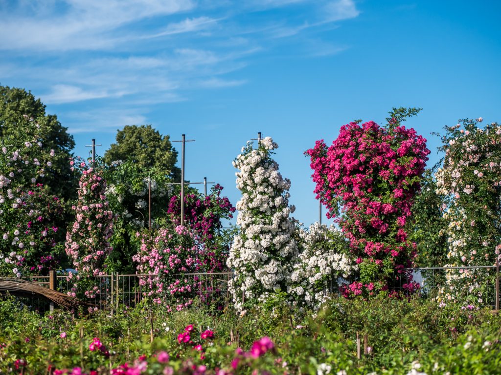 Schütt_Schaugarten_1500375