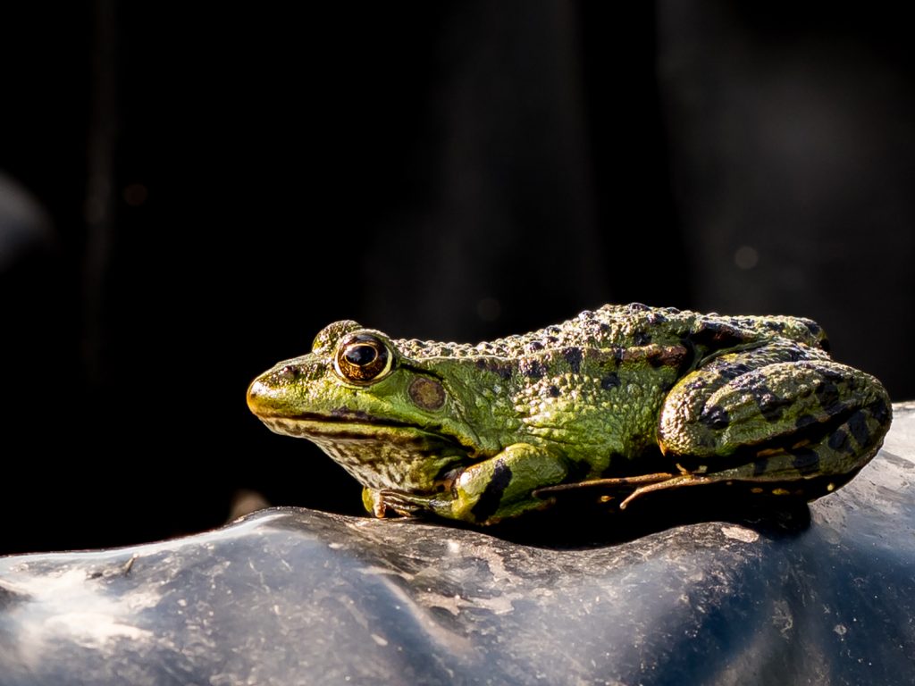 Schütt_Schaugarten_Frosch_1488422