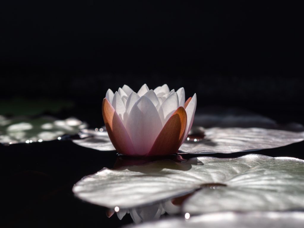 Schütt_Schaugarten_Seerosen_1488426